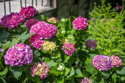 Magnifiques hortensias rose vif en fleurs au jardin du Domaine Des Escouanes, charmante maison d'hôtes à Prudhomat, France