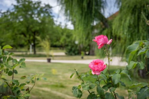 Des roses roses vives s'épanouissent au jardin du Domaine Des Escouanes, un charmant gîte à Prudhomat, France
