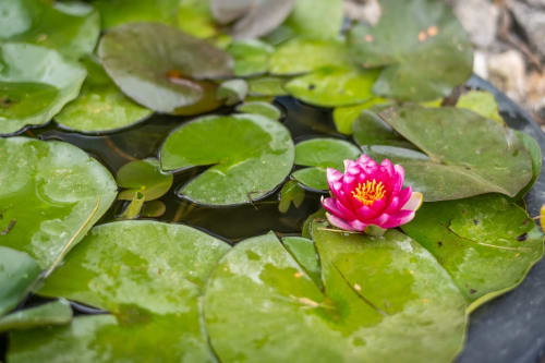 Nénuphar rose vibrant en fleur parmi les feuilles vertes au Domaine Des Escouanes, Prudhomat, France