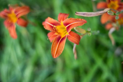 Éclatantes fleurs hémérocalle rouge et jaune en fleur au jardin de la Domaine Des Escouanes, un charmant gîte à Prudhomat