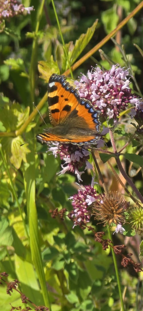 Papillon orange aux taches noires perché sur une fleur sauvage rose au Domaine de la Cour VAUTIER près de Bayeux