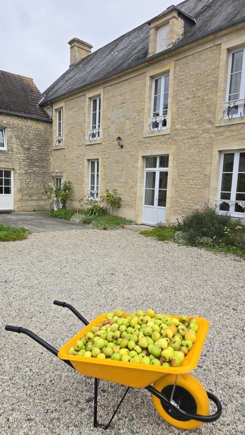 Brouette jaune remplie de pommes fraîches au gîte Domaine de la Cour VAUTIER à Mandeville-en-Bessin, Normandie