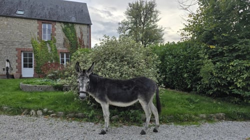 Âne dans le jardin du gîte Domaine de la Cour VAUTIER à Mandeville-en-Bessin, Normandie