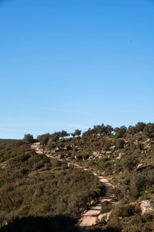 Paisagem serrana pitoresca com oliveiras e caminho sinuoso perto de Recantos D'Almerinda, Pombal