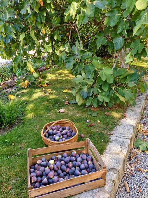 Récolte de figues fraîches dans le jardin de Ty Coz Breizh, maison d’hôtes à Guidel en Bretagne Sud, présentées dans un panier en osier et une cagette en bois.