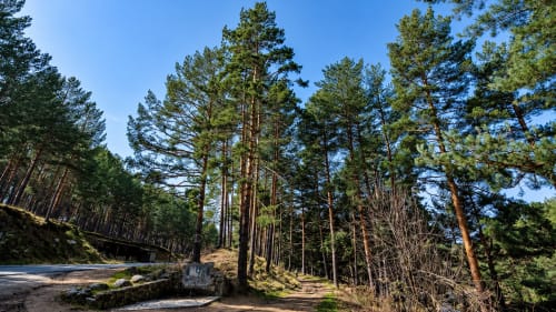Sendero entre pinos en Apartamentos Turísticos ALTOGREDOS, Hoyos del Espino, Ávila