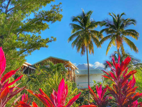 Hôtel Paradis Tropical à Baillif avec fleurs rouges éclatantes, palmiers et vue sur les montagnes sous un ciel bleu dégagé