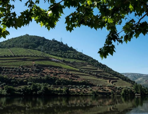 Terraced vineyard hillside overlooking river near Matosinhos, Portugal with green foliage framing the scenic landscape