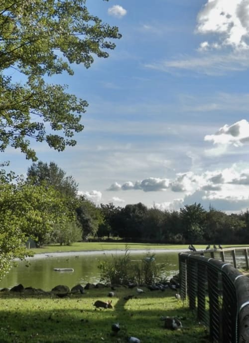 Tranquillo giardino affacciato sul lago presso la Corte Livia B&B a Forlì, Italia, con prato verde, alberi e cielo nuvoloso