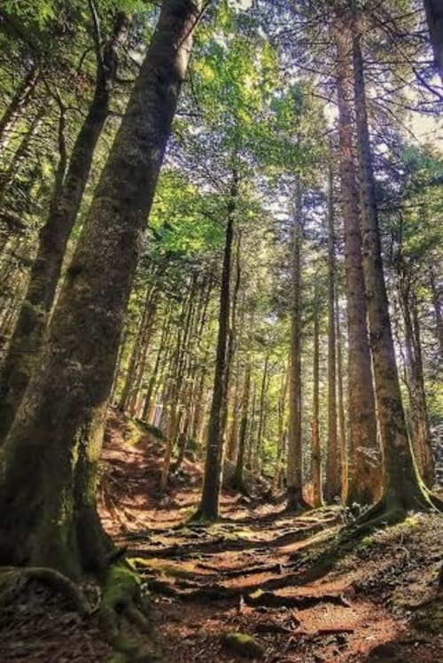 Sentiero nel bosco con alberi alti e terreno muschiato presso la Corte Livia B&B a Forlì, Italia