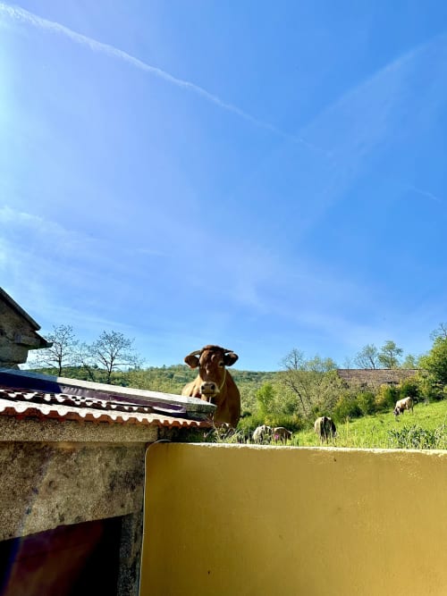 Brown cow standing by yellow water trough at rural cottage in Montalegre, Portugal, with green hills and buildings in