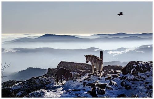 Deux loups sur une crête enneigée dominant des vallées brumeu­ses près de Saint Etienne, France