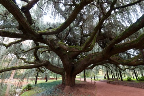 Majestueux saule pleureur aux branches étendues à l'Hôtel le Dellys à Colombes, France