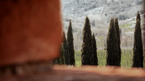 Veduta di vigneti toscani con cipressi che incorniciano le dolci colline di Borgo di Erboli, Cavriglia