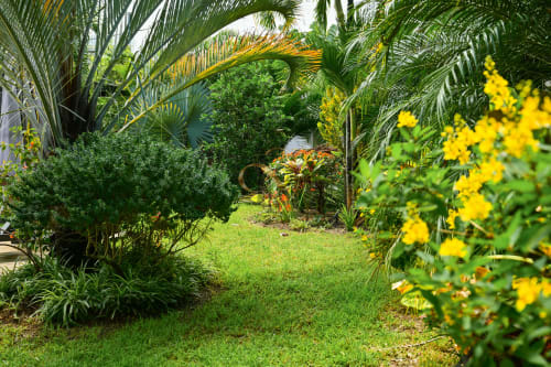 Jardin tropical luxuriant avec fleurs jaunes, pelouse verte et palmiers à la villa Gerards & Angel à Grand Baie