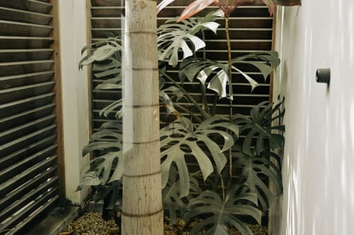 Luxuriantes plantes Monstera dans la douche extérieure de Villa Nora à Gerards & Angel, Grand Baie