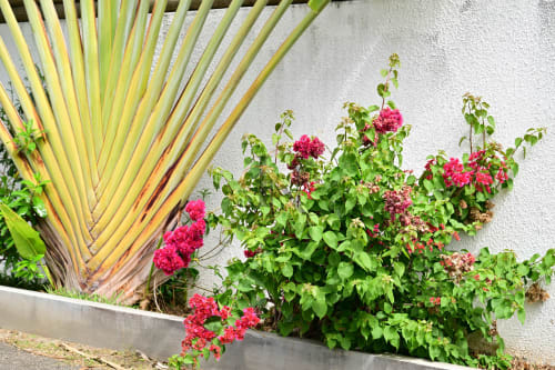 Jardin tropical avec bougainvilliers roses, frondaisons de palmiers et verdure luxuriante sur mur blanc à la villa Gerards & Angel