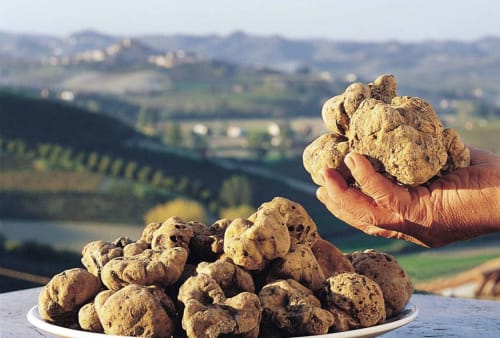 Mano che regge tartufi freschi sopra un piatto con il paesaggio della campagna toscana a I Castagnini, Montecatini Val di Cecina