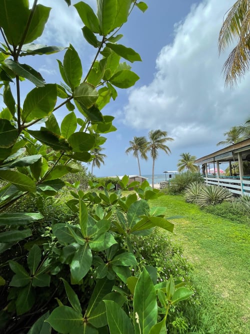 Jardin tropical luxuriant avec palmiers et vue océan à l'Appartement Kfé Chocolat, propriété en bord de mer en Guadeloupe