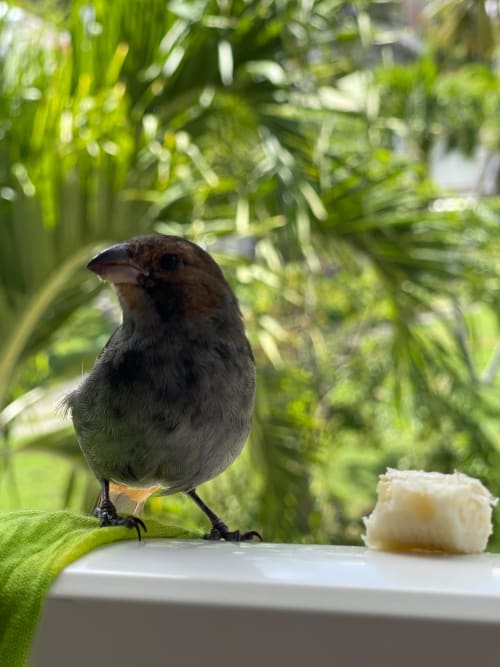 Petit oiseau perché à l'Appartement Kfé Chocolat avec un feuillage verdoyant et une offre culinaire en Guadeloupe