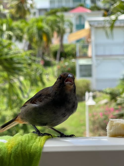 Petit oiseau noir perché sur le rebord de la fenêtre de l'Appartement Kfé Chocolat avec vue sur le jardin tropical