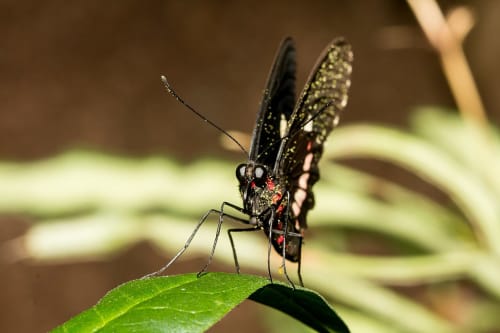 Papillon tropical dans la grande serre du Naturospace à Honfleur