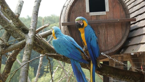Aras bleus au parc zoologique de Cerza, près de Lisieux