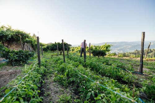 Trabalhador da vinha cuidando das videiras na adega do hotel Douro Land em Peso da Régua, Portugal, com vistas panorâmicas do vale