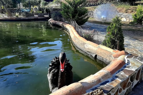 Cisne negro com pavão branco no lago do jardim do hotel rural Casa Cisne em São Teotónio Alentejo, Portugal
