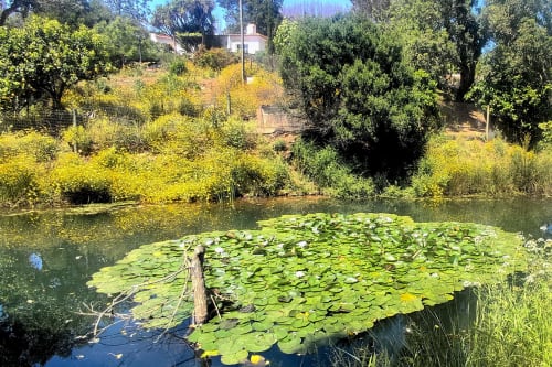Lagoa serena com nenúfares no jardim da pousada rural Selão da Eira em São Teotónio, Alentejo Portugal