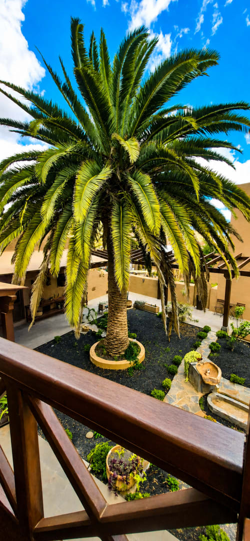Palmier luxuriant dans la cour intérieure du jardin canarien de l'hôtel Sara & Gino Fuerteventura à Corralejo