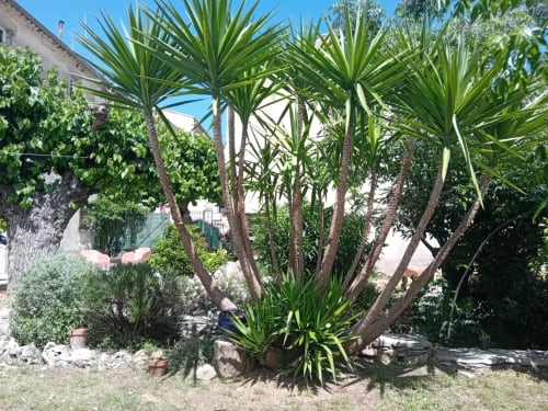 Jardin luxuriant de Chez Laure & Marc à Plaissan avec palmiers, oliviers et plantes fleuries entourant un gîte familial