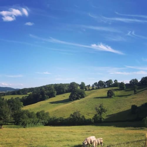 Collines verdoyantes avec moutons au pâturage au Château de Vaux Morvan, Étang sur Arroux