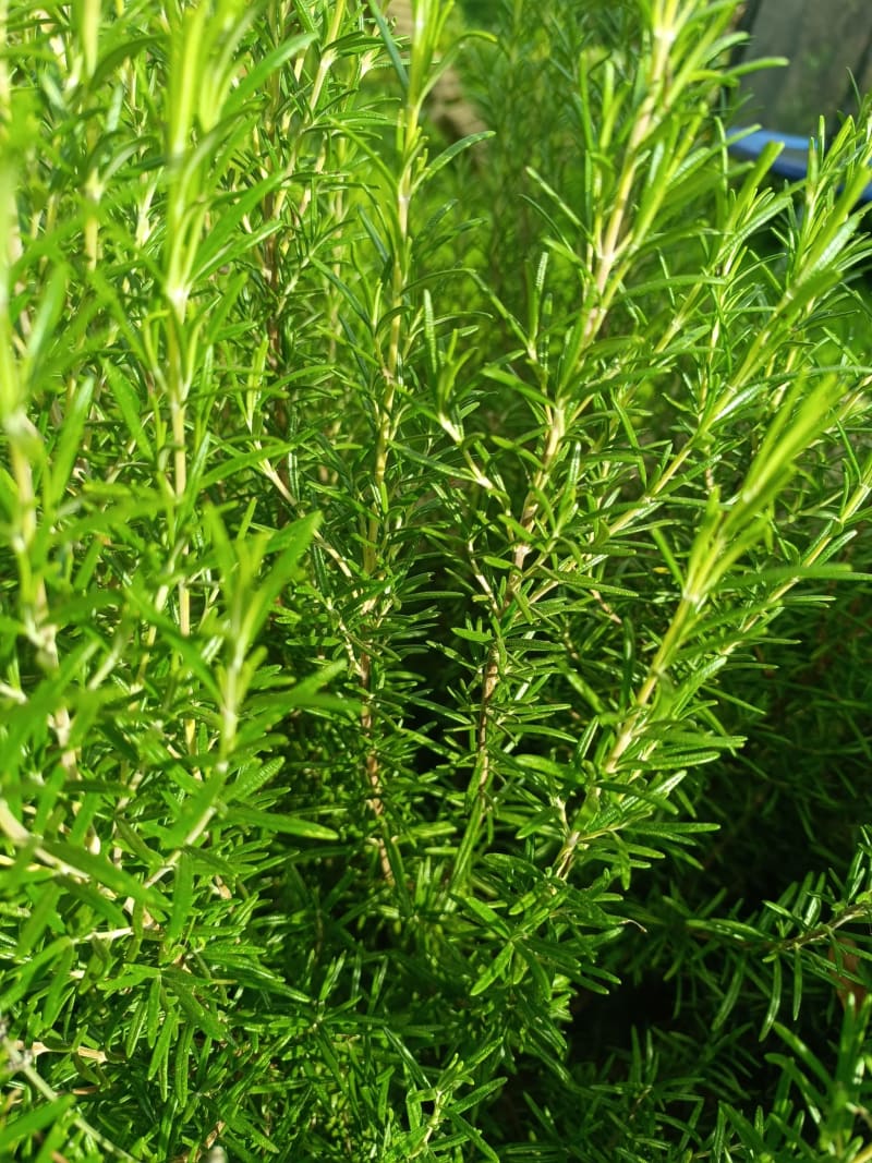 La Grange aux Fées — Photo 6