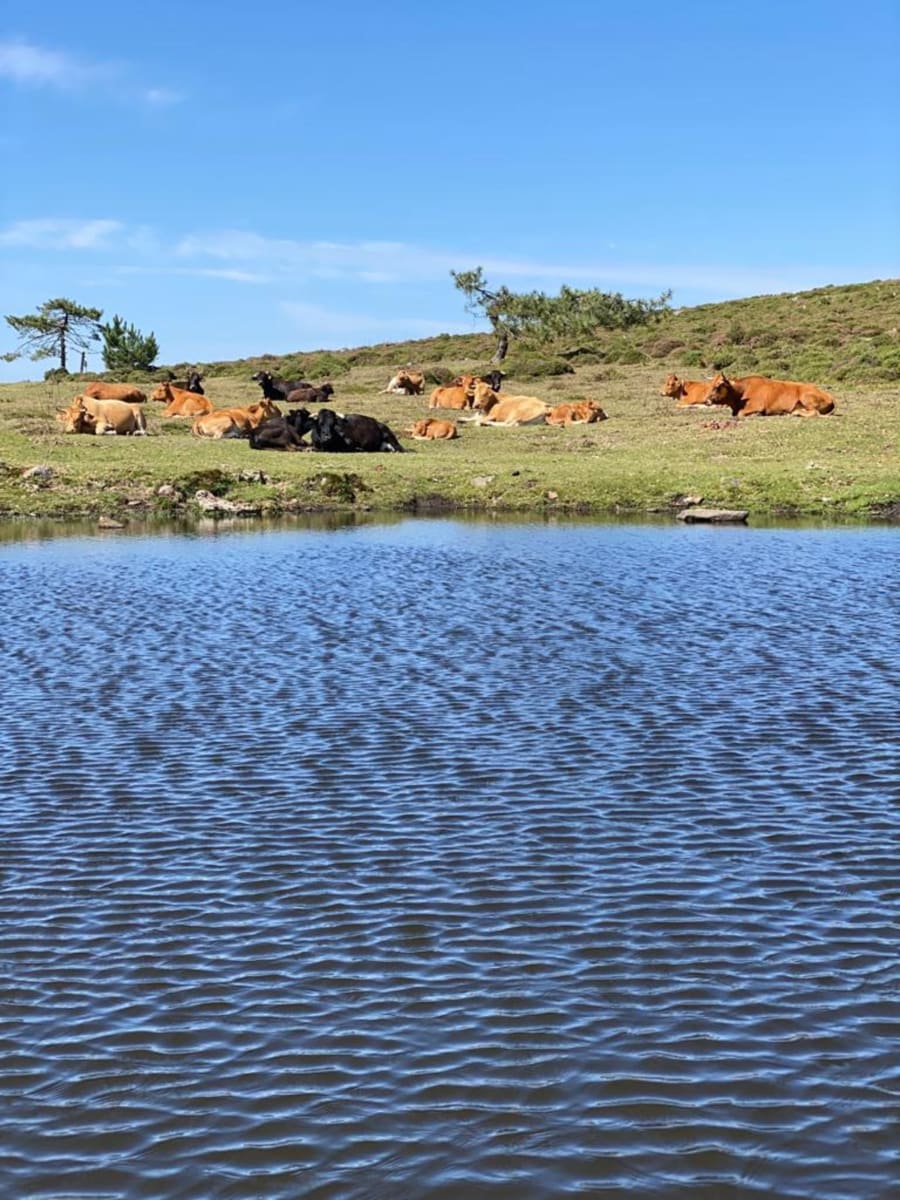 Ganado descansando junto a una laguna de montaña en el entorno natural de la Serra da Groba