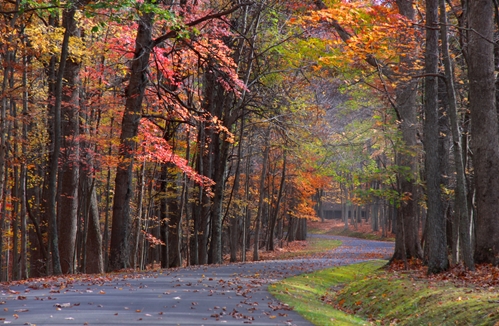 A downed tree can bring damage to a home.