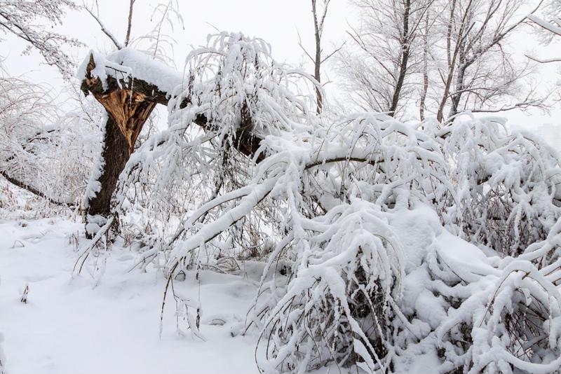 While no siding can prevent disasters like falling trees from damaging your home, steel can take the abuse better than some others.