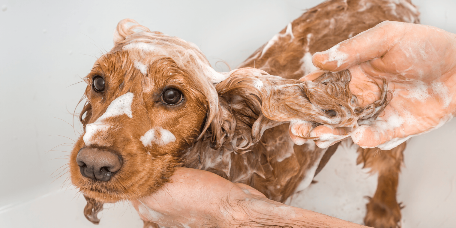 A red spaniel dog enjoying a soapy bath.
