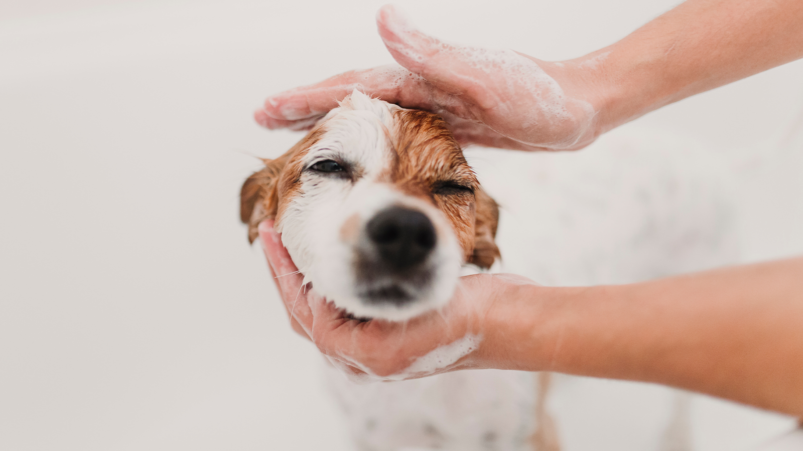 A person washing a dog.