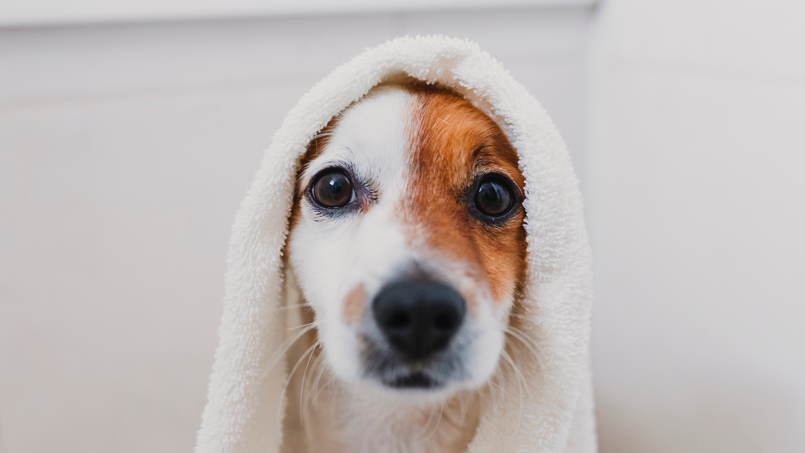 A dog with a white towel draped over its head.