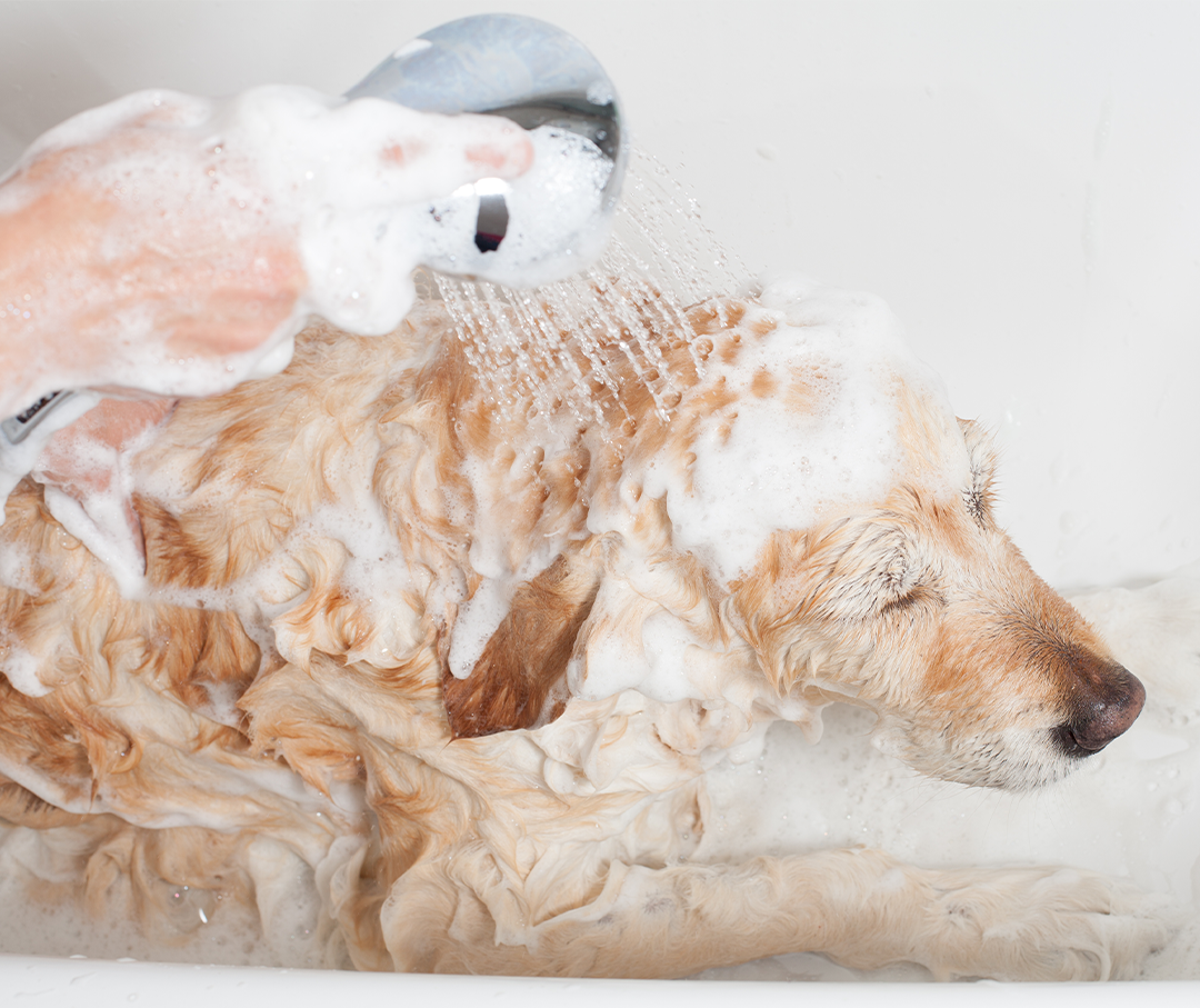 A person rinsing a dog with a detachable shower head during a soapy bath.
