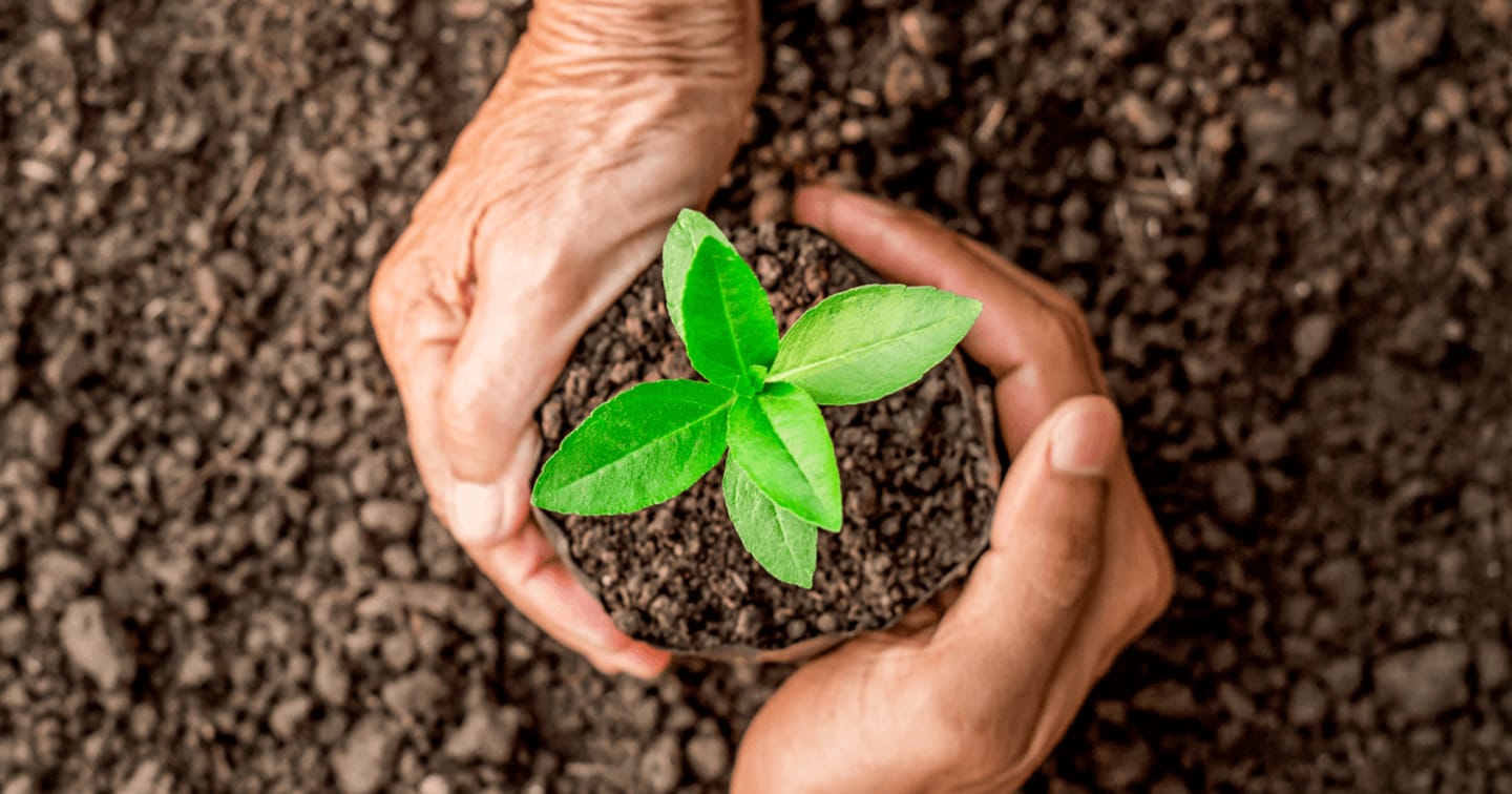 Hands coupling a seedling in the dirt.
