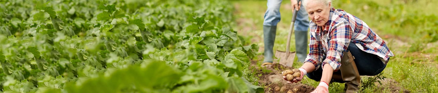 A woman harvesting potatoes out of her garden.