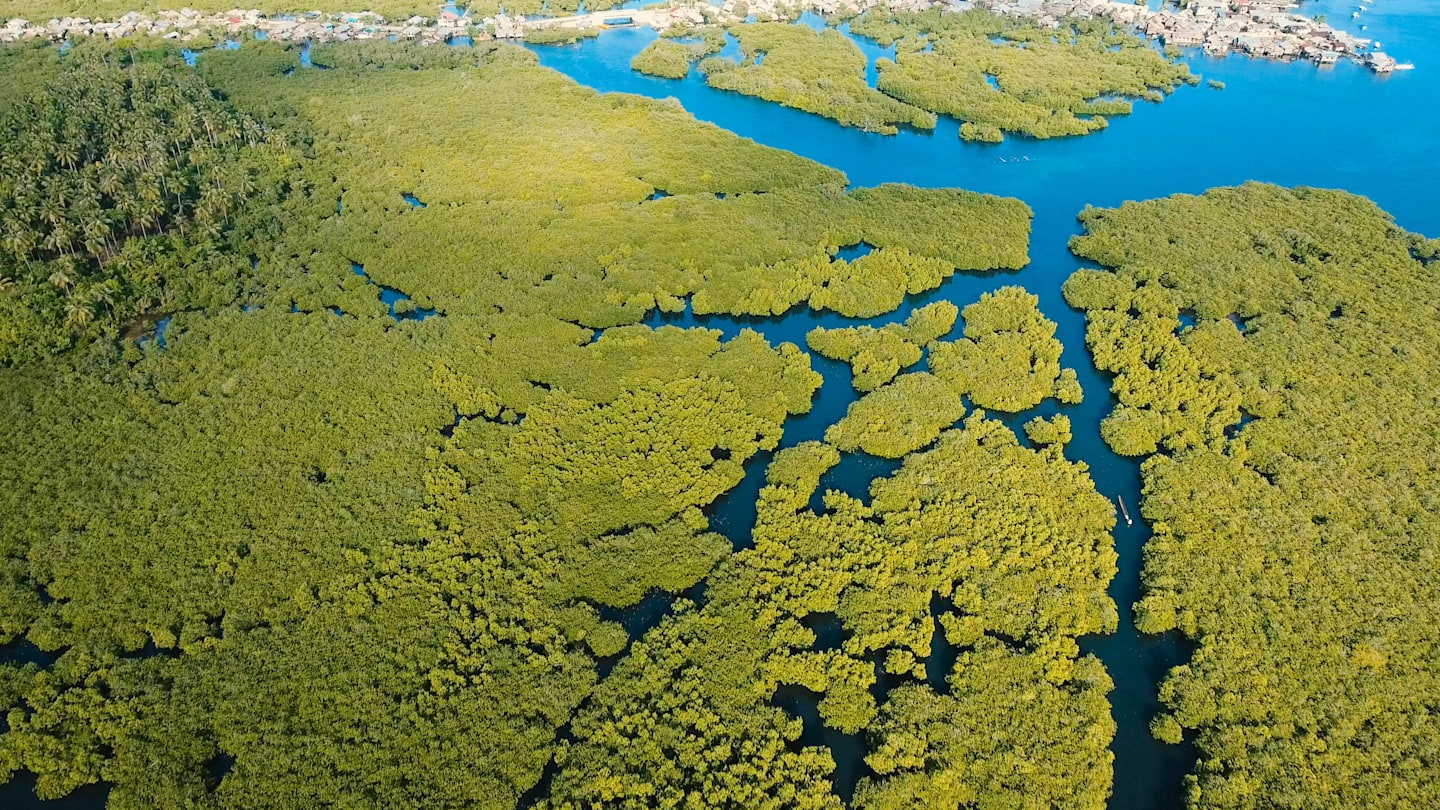 Aerial view of marshland.