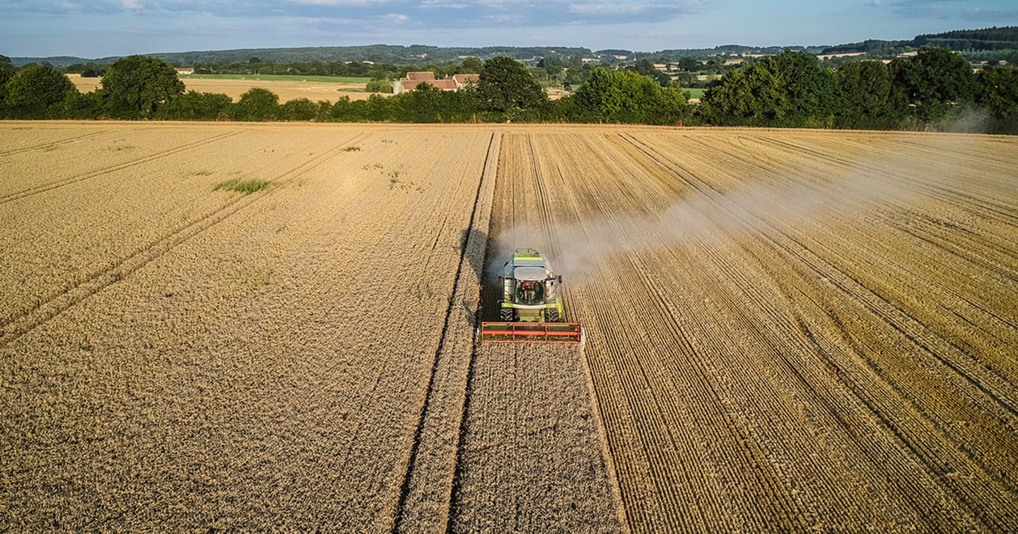 Open field ready to harvest.