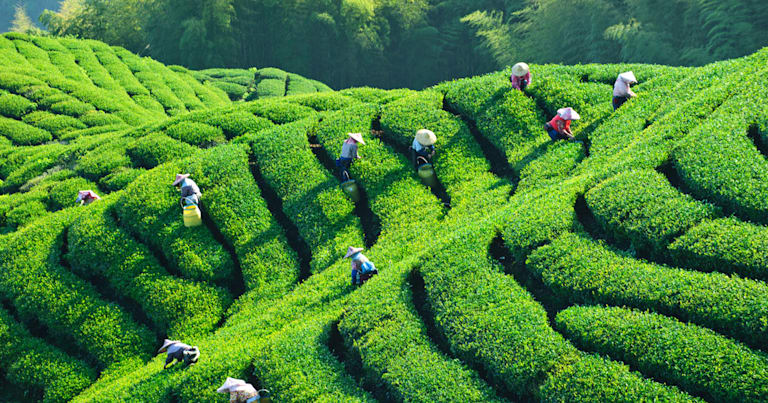 Farmers picking a crop in the field.