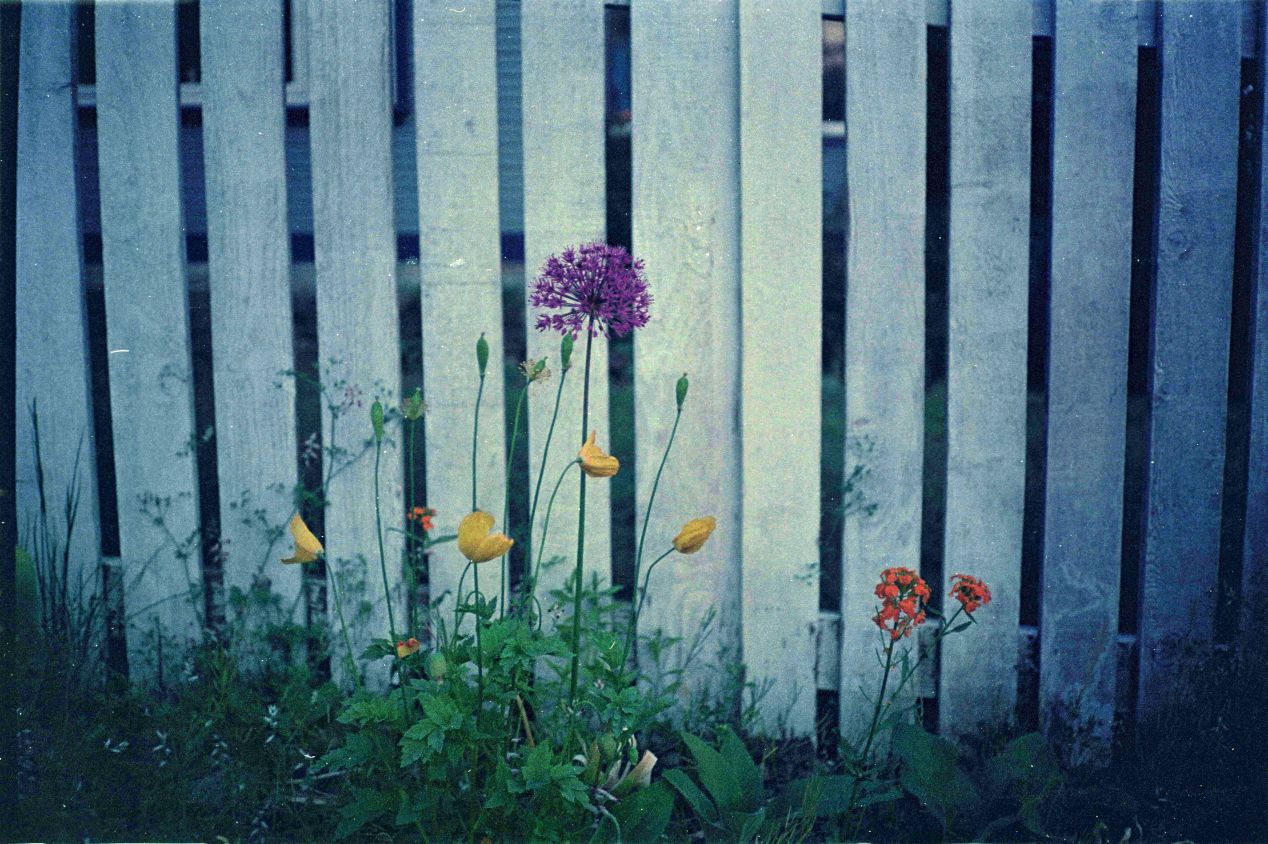 Kodak UltraMax 400 Film Review