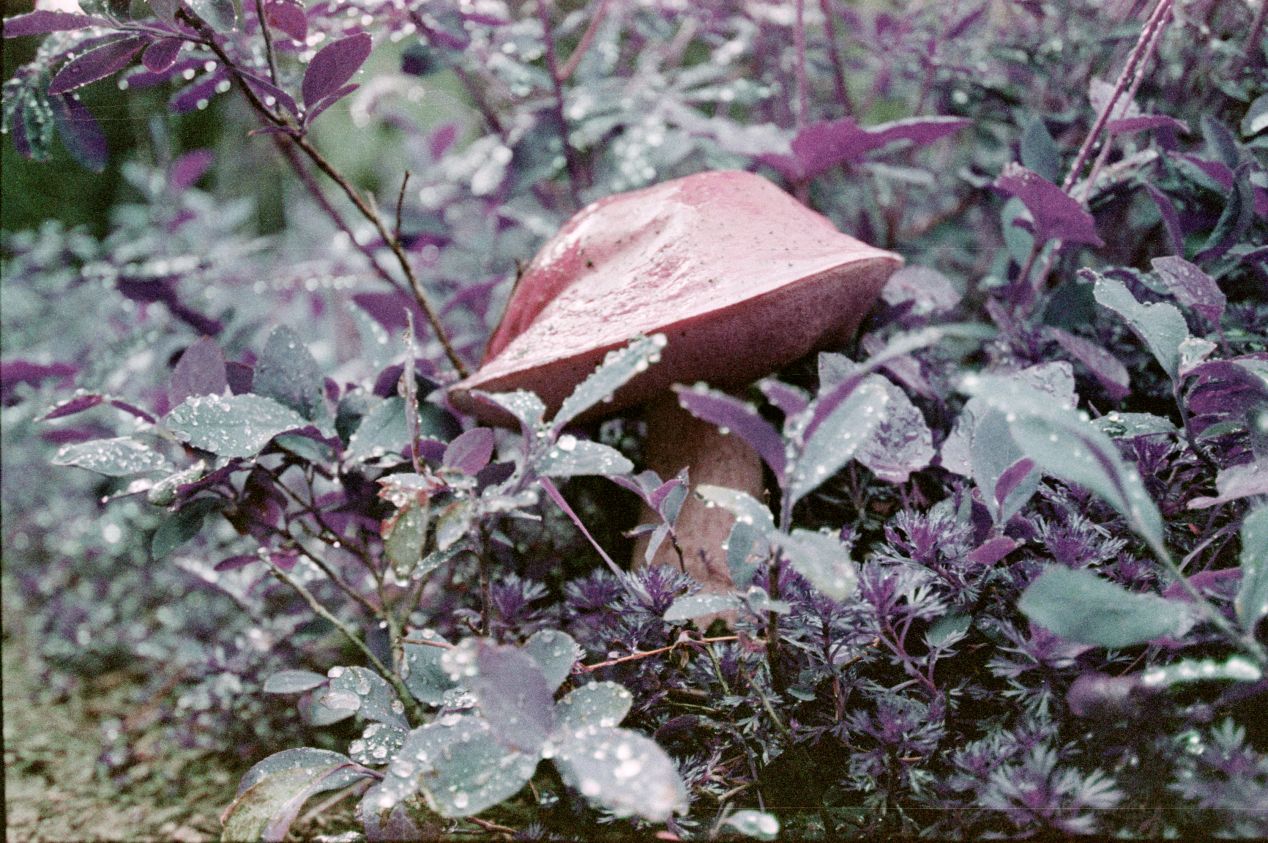 A photo of a small mushroom taken at the camera’s widest aperture (𝒇3.5) and closest focus. Notice the relatively small area of the image that stays sharp: the closest part of the mushroom cap; everything in front of it and behind it is blurry. This image demonstrates a narrow depth of field.