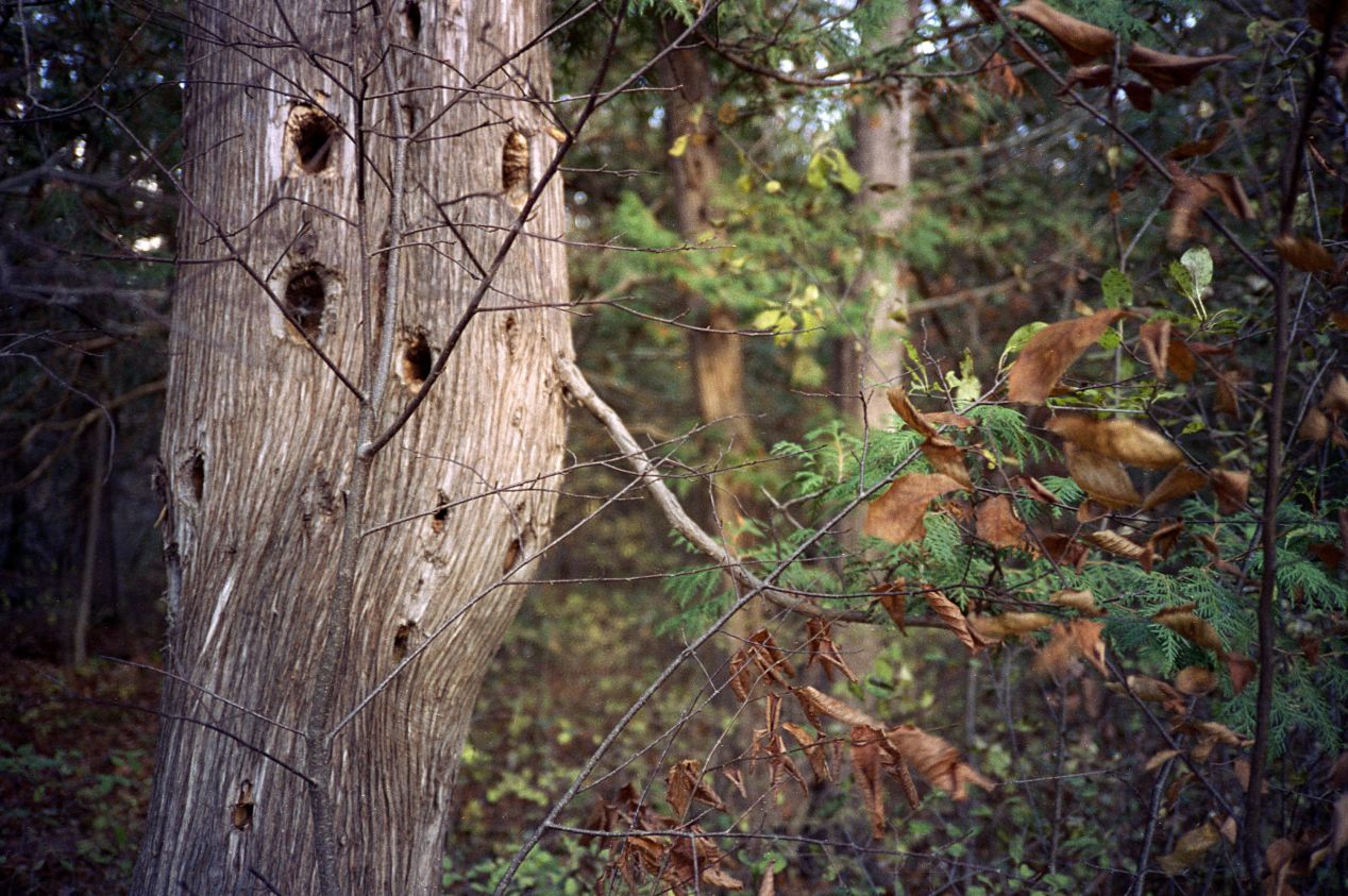 Olympus XA Rangefinder Camera Review