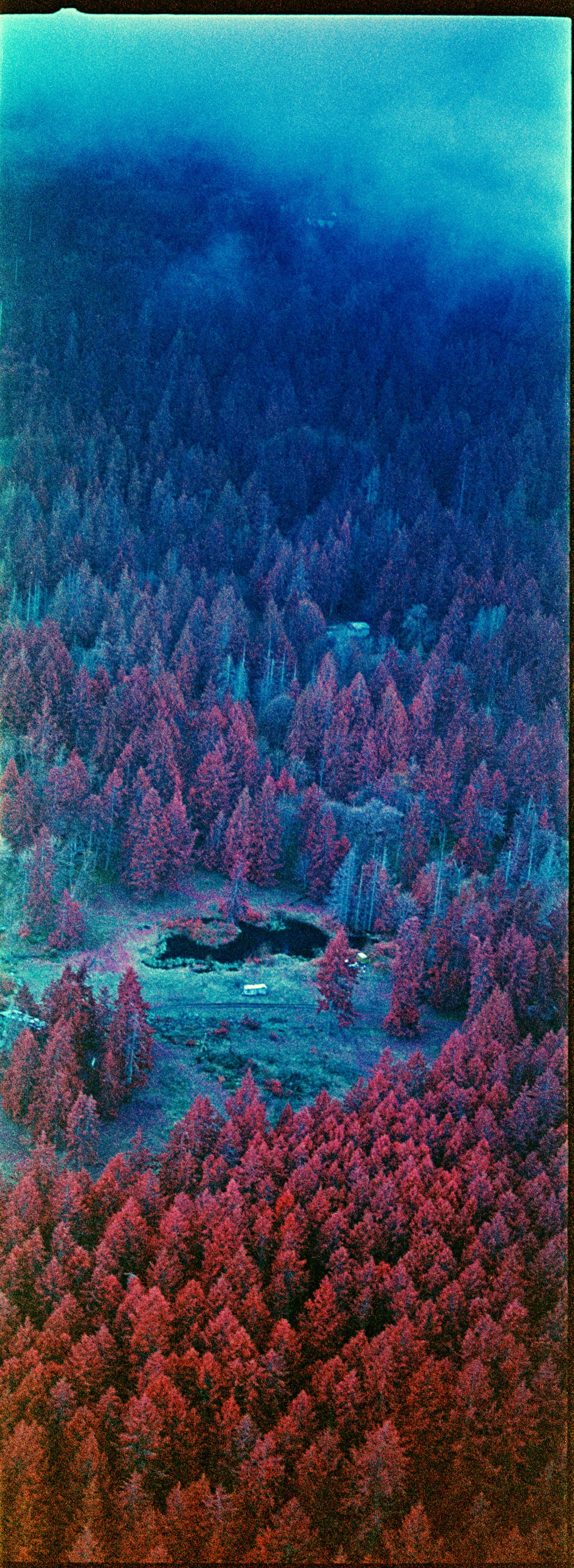 Kodak Aerochrome — a Colour IR Film Guide & Review